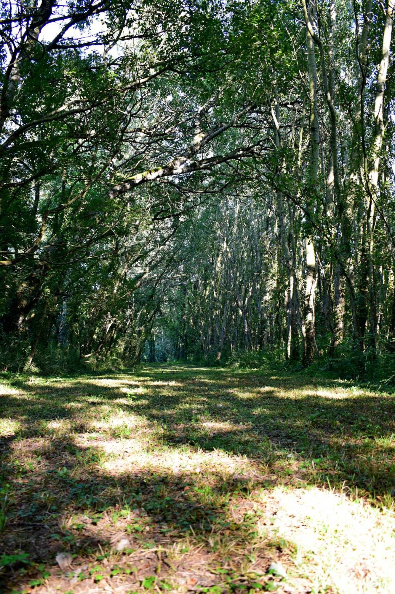 L'Oree Du Bois Gaubau Saint-Georges-sur-Layon Esterno foto
